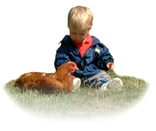 Kind spielt mit Huhn